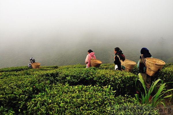 All About Darjeeling Tea - North East India, North East India Tourism